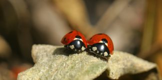 where to buy live lady bugs
