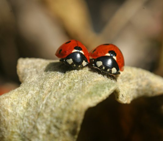 where to buy live lady bugs