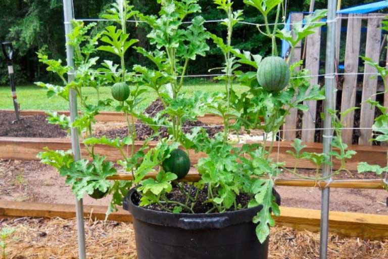Should You Start a Container Garden
