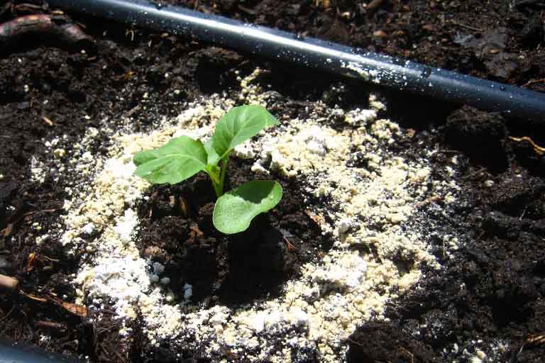 When to Start Planting Broccoli