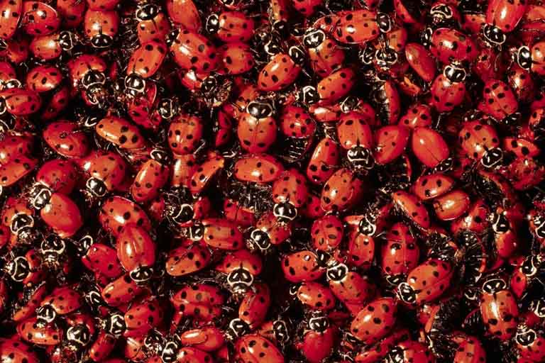 Ladybugs 4 You