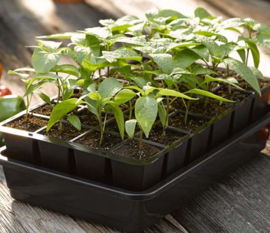 Seedlings growing in a seed starting tray