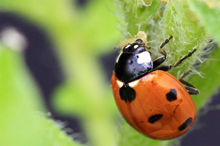 Ladybug eating insect
