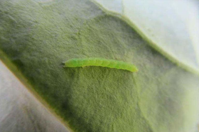 A cabbage worm