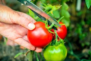 Organic Gardening: Harvesting Organic Tomatoes