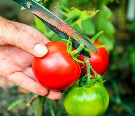 Organic Gardening: Harvesting Organic Tomatoes