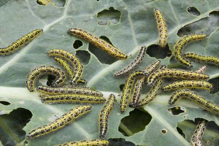 a swarm of cabbage worms