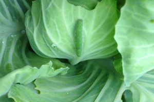 getting rid of cabbage worms