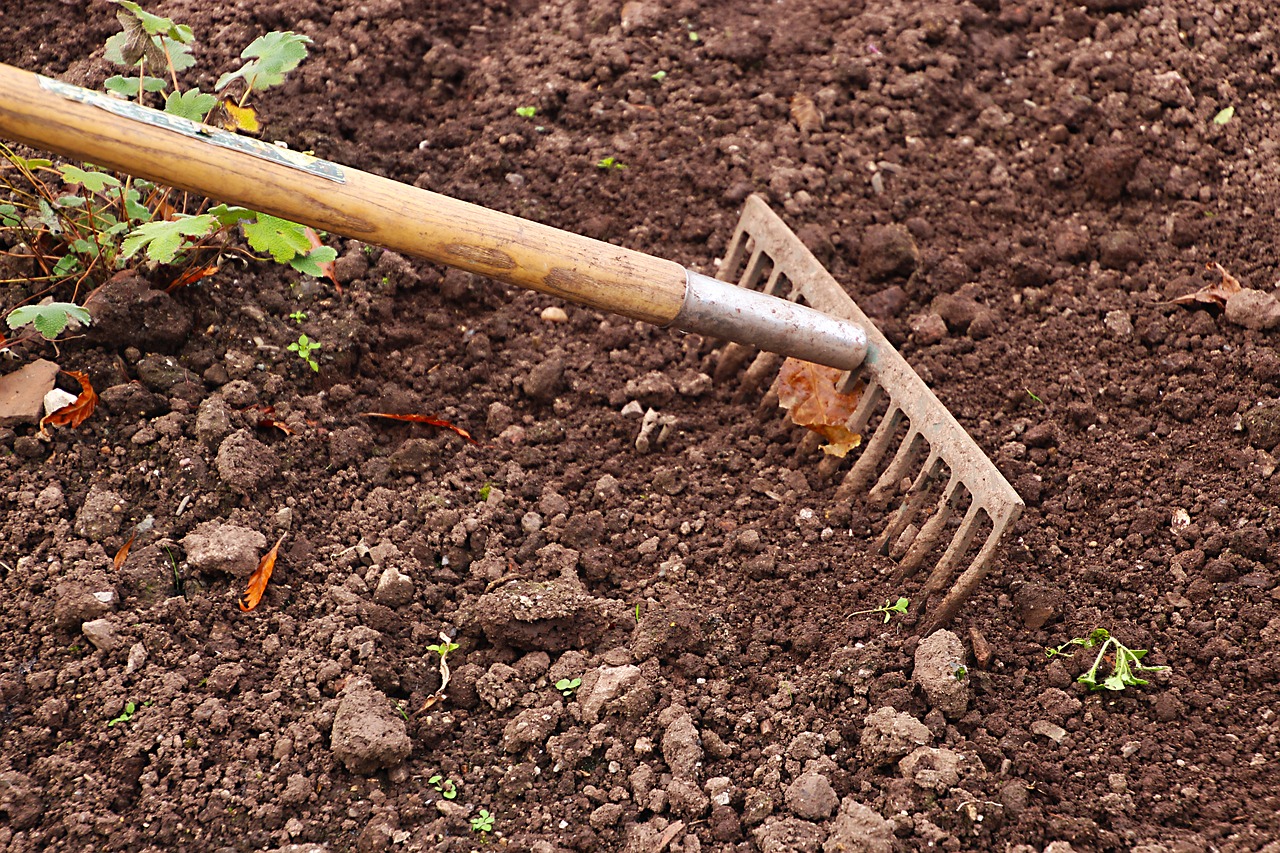 rake tending the soil