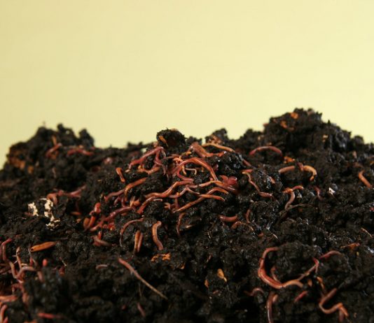 compost with earthworms