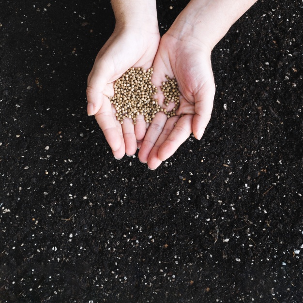 hands holding seeds
