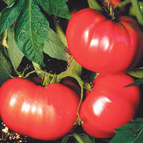 Seed Savers Exchange 0440 Open-pollinated Tomato Seeds