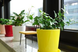 potted indoor plants