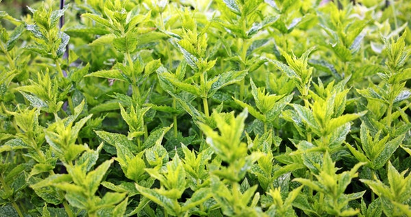 aromatic mint plants