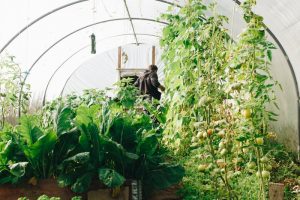 hoop house with a man inside