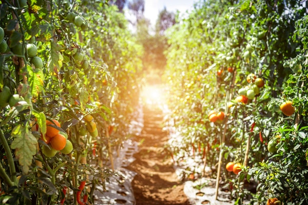 pathway between tomato plants