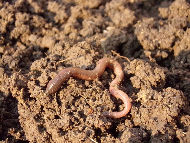 earthworm on dirt