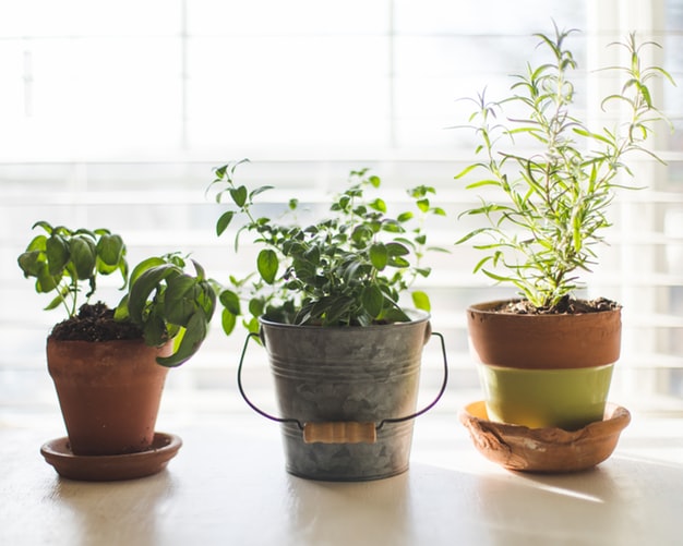 three green-leafed plants in pot