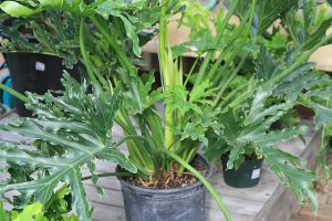 Philodendron selloum plant on a small pot
