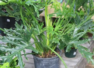 Philodendron selloum plant on a small pot