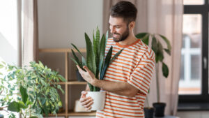 man loving a houseplant