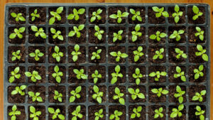 seedlings in seed trays